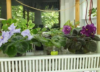 IMG-20210606-WA0006
