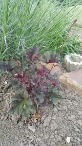 heuchera coral hybr.