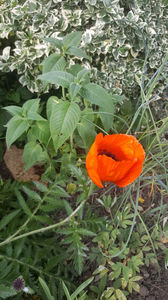 papaver orientale