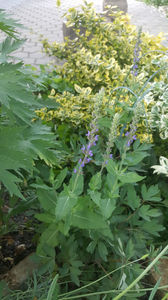 salvia pratensis; salvia de camp(jales)
