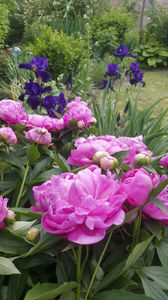 paeonia pink-iris germanica "night owl"