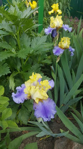 iris germanica "edith wolford"