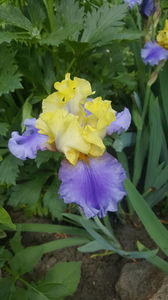 iris germanica "edith wolford"