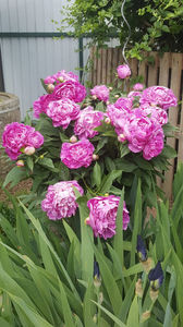 paeonia pink