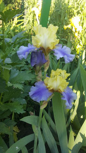 iris germanica "edith wolford"