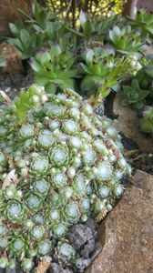 sempervivum mix