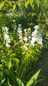 Campanula latiloba 'Alba'