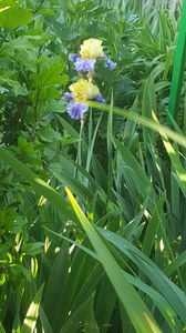 iris germanica "edith wolford"