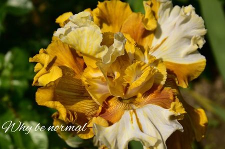 AddText_06-06-08.01.45