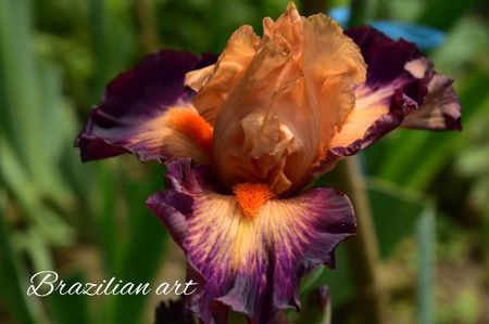 AddText_06-06-08.00.35