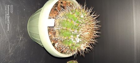 Notocactus submammullosus 25 lei