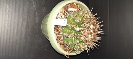 Notocactus submammullosus 30 lei