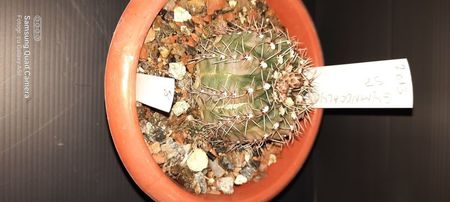 Gymnocalycium sp 20 lei