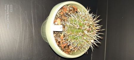 Notocactus submammullosus 25 lei