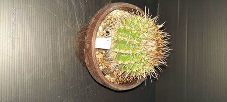 Notocactus submammullosus 25 lei