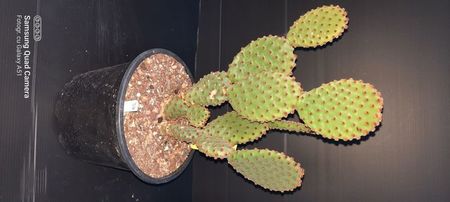 Opuntia microdasis 35 lei