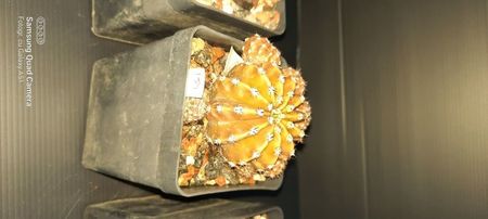 Echinopsis Eyriesii 20 lei