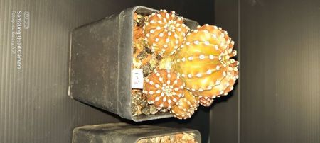 Echinopsis Eyriesii 20