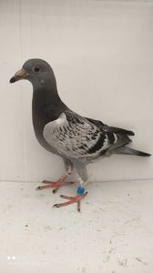 vandut