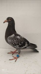 vandut