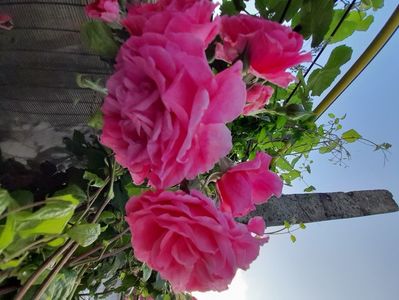 Rosarium uetersens