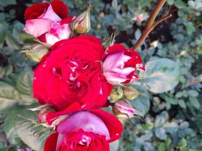 Twin flower circus