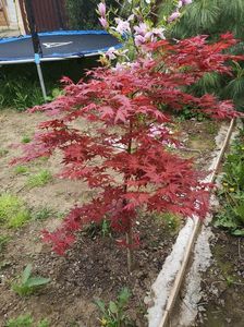 acer palmatum shin deshojo; acer palmatum shin deshojo 5 mai 2021
