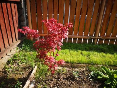 acer palmatum skeeters broom; acer palmatum skeeters broom 23 mai 2021
