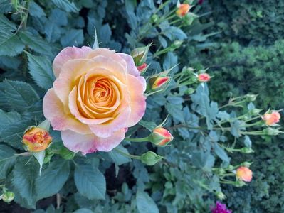 Gartenspass