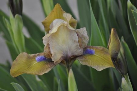 i8; _DSC0132
