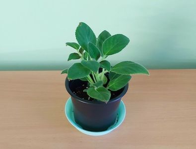 Kohleria Flashdance (22) - rez.AV; Planta tanara, cu 2 tulpini, inradacinata im ghiveci de cca 10 cm = 22 Lei.
