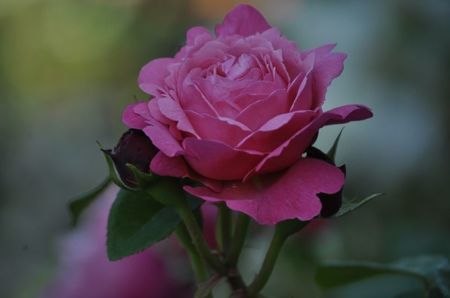 _DSC0411