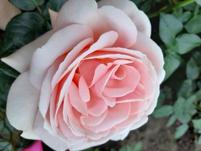 Aphrodita