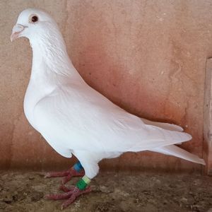 Mascul 18-008