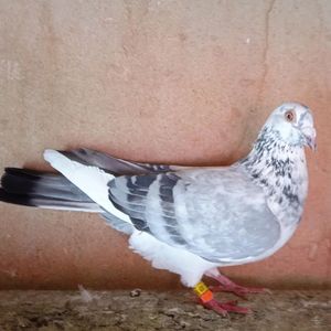 Mascul 19-981