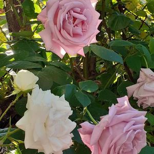 Swan Lake &Indigoletta