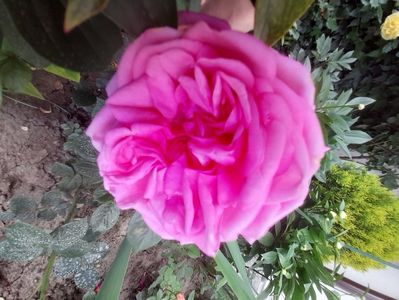 Romina