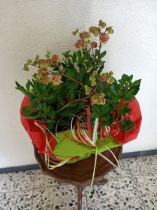 Img.2021.05.06.01; Kalanchoe Dolly
