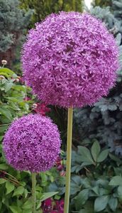 Alium giganteum