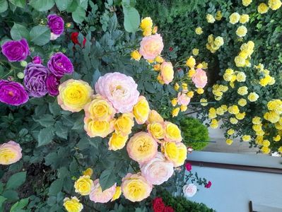 Gartenspass,minerva,rimosa