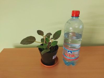 ; Pet-ul de apa de 1 Litru este pentru a va da seama de dimensiunea plantei.
