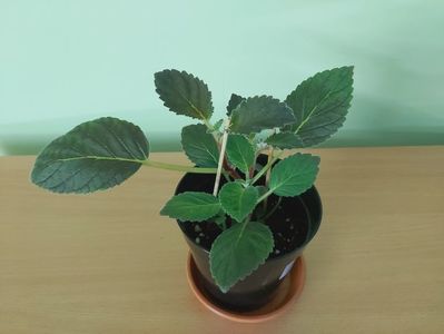 Smithicodonia Heartland Joy (15) -rez.AV; Planta tanara, cu 3 tulpinite din rizomi, inradacinaa in ghiveci de cca 11 cm = 15 Lei.

