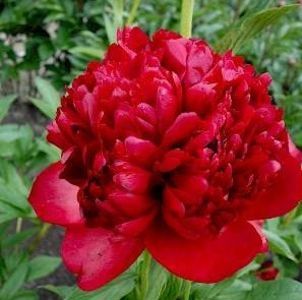 paeonia_christmas_velvet