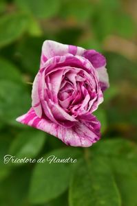 AddText_06-13-11.34.34