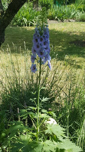 delphinium "high society"(nemtisor)