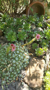 sempervivum mix