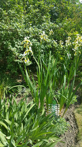 iris siberica alba