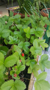 fragaria vesca