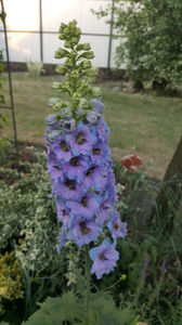 delphinium "high society"(nemtisor)