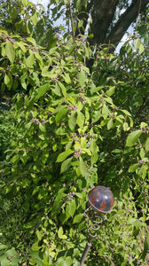 callicarpa bodinieri